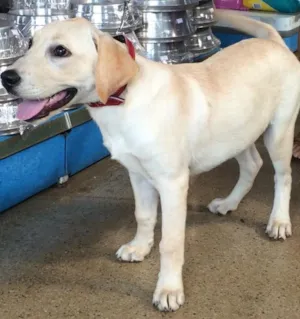 Cachorro raça Labrador idade 2 anos nome Lunna