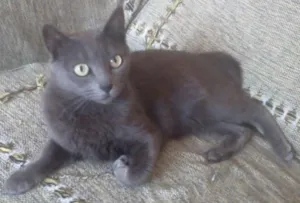 Gato raça vira lata idade 1 ano nome pretinha