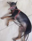 Meg