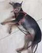 Cachorro raça Pinscher idade 2 anos nome Meg