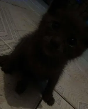 Gato raça  idade 2 a 6 meses nome Bigous