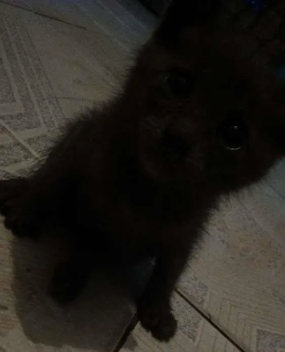Gato ra a  idade 2 a 6 meses nome Bigous