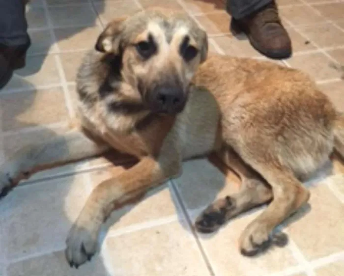 Cachorro ra a SRD idade 7 a 11 meses nome Romeu