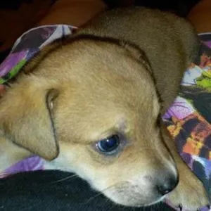 Cachorro raça SRD idade 2 a 6 meses nome Machinho