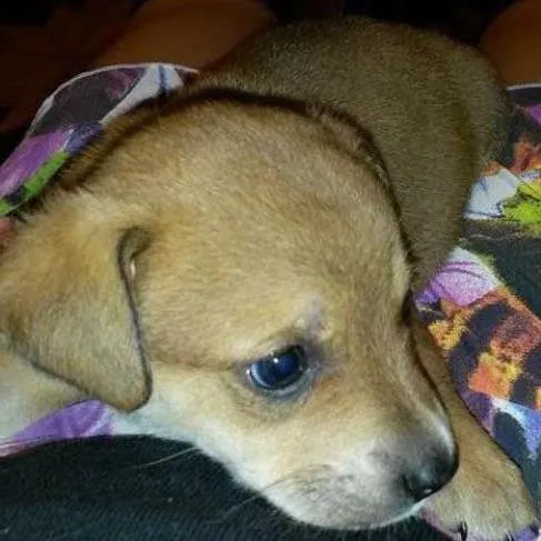 Cachorro ra a SRD idade 2 a 6 meses nome Machinho