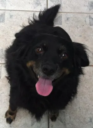 Cachorro raça Sem raça definida  idade 5 anos nome Hannah