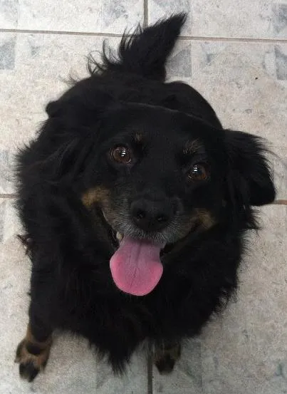 Cachorro ra a Sem raça definida  idade 5 anos nome Hannah