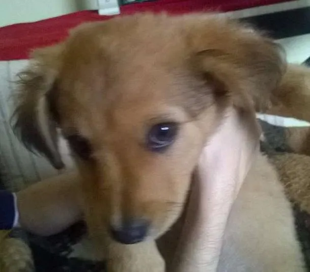 Cachorro ra a Goldendach idade 2 a 6 meses nome Filhote sem nome