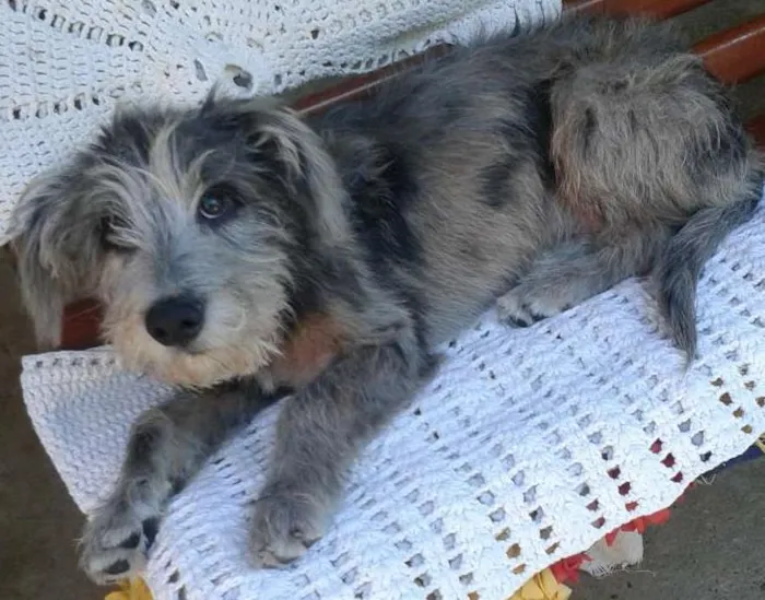 Cachorro ra a SRD idade 7 a 11 meses nome Théo