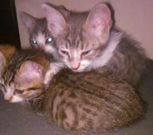 Gato raça rnd idade Abaixo de 2 meses nome mizujunior