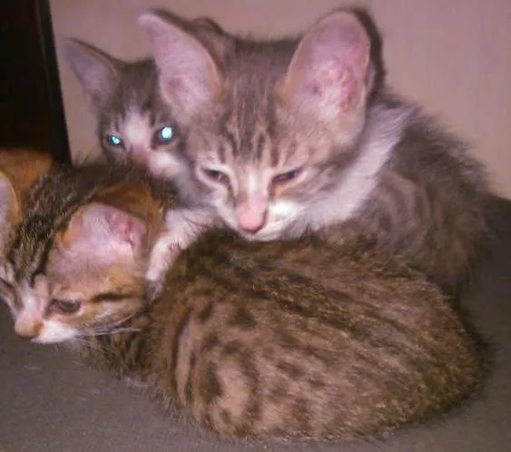 Gato ra a rnd idade Abaixo de 2 meses nome mizujunior