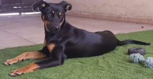 Cachorro raça Vira lata idade 1 ano nome Malu e Sophia