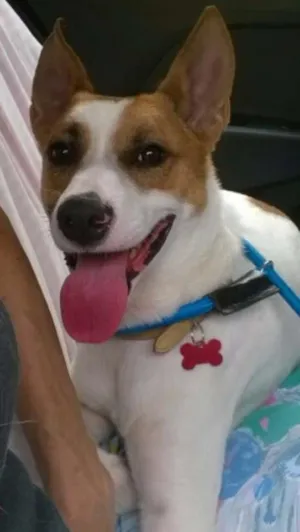 Cachorro raça SRD idade 1 ano nome BENNY