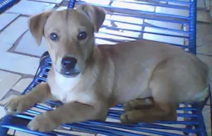 Cachorro raça Bassê c vira lata idade 5 anos nome Banditty