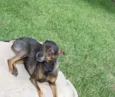 nina