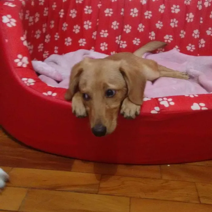 Cachorro ra a Srd idade 7 a 11 meses nome Zé pequeno 