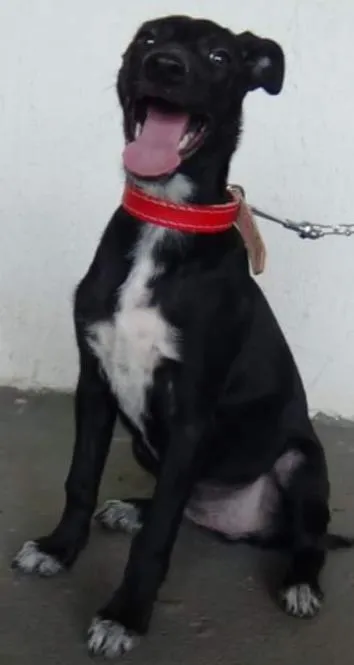 Cachorro ra a Vira-lata idade 2 a 6 meses nome Jony e Neguinha