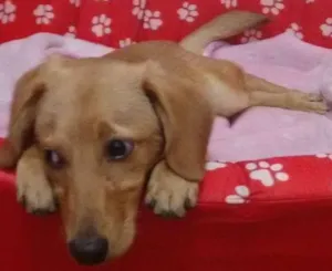 Cachorro raça Srd idade 7 a 11 meses nome Zé pequeno 