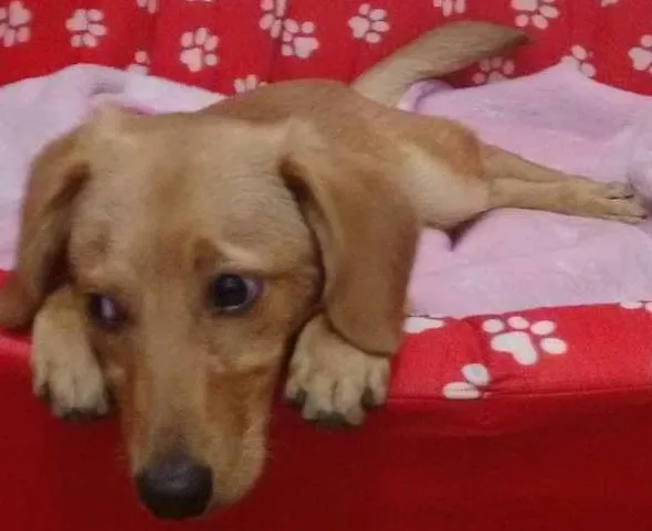 Cachorro ra a Srd idade 7 a 11 meses nome Zé pequeno 