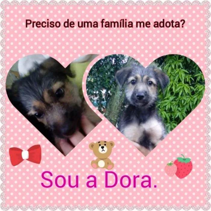 Cachorro ra a SRD idade 2 a 6 meses nome Dora 