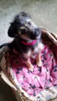 Dora 