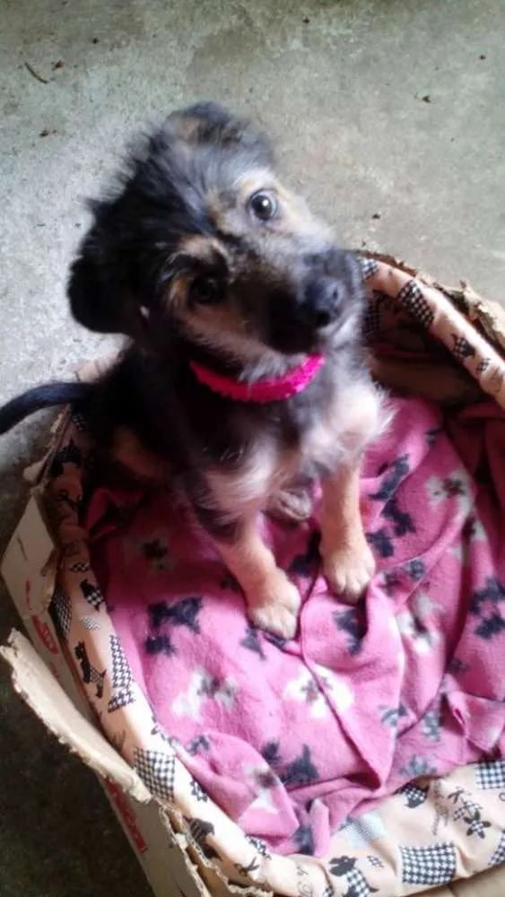 Cachorro ra a SRD idade 2 a 6 meses nome Dora 