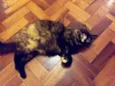 Morgana