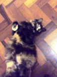 Morgana