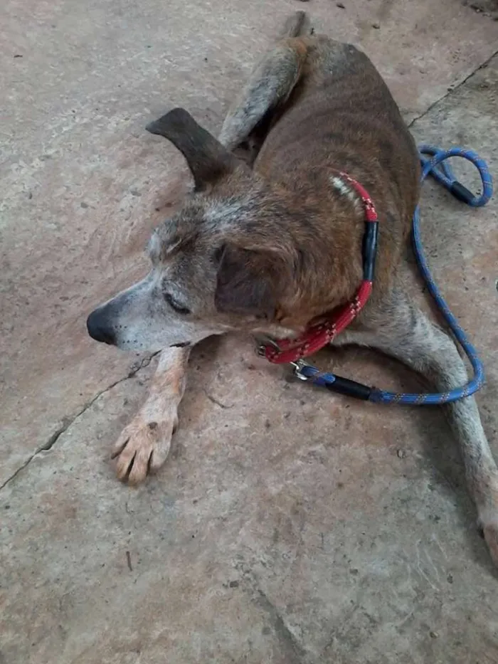 Cachorro ra a SRD idade 6 ou mais anos nome grandão