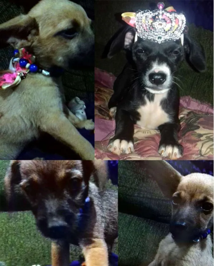 Cachorro ra a SRD idade nome Filhotinhos