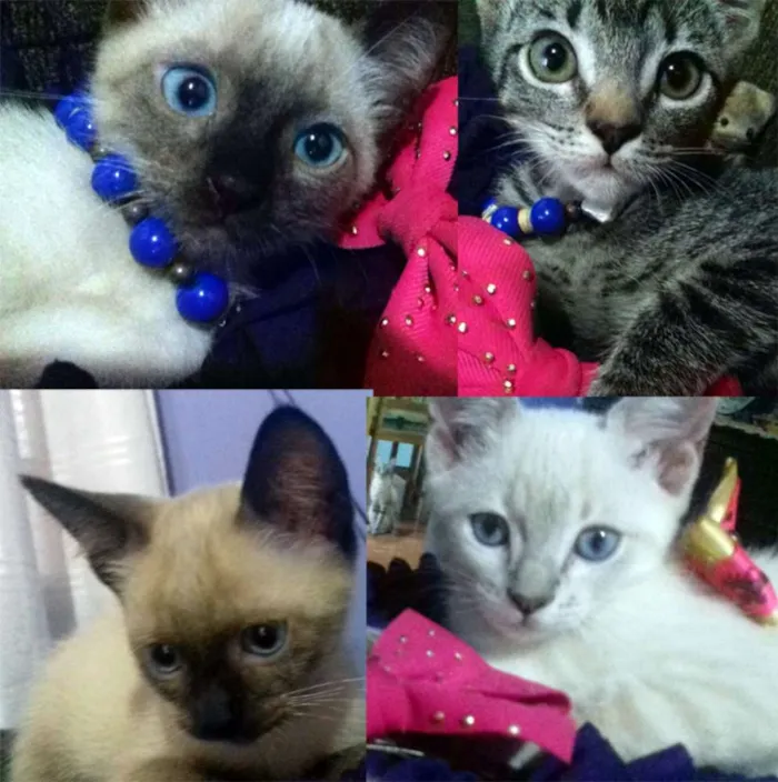 Gato ra a Dv idade nome Filhotinhos