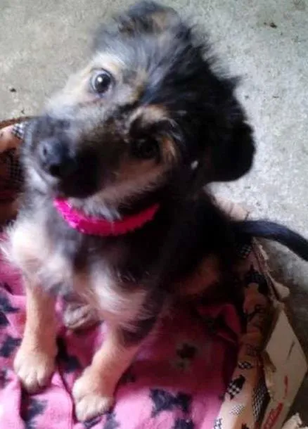 Cachorro ra a SRD idade 2 a 6 meses nome Dora 