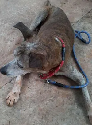 Cachorro raça SRD idade 6 ou mais anos nome grandão