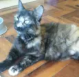 Morgana