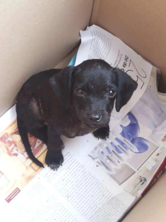 Cachorro ra a vira lata idade Abaixo de 2 meses nome nao tem nome