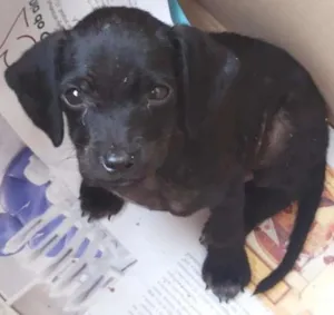 Cachorro raça vira lata idade Abaixo de 2 meses nome nao tem nome