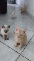 Gato raça  idade 2 a 6 meses nome não tem ainda