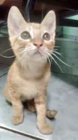 Gato raça  idade 2 a 6 meses nome não tem ainda