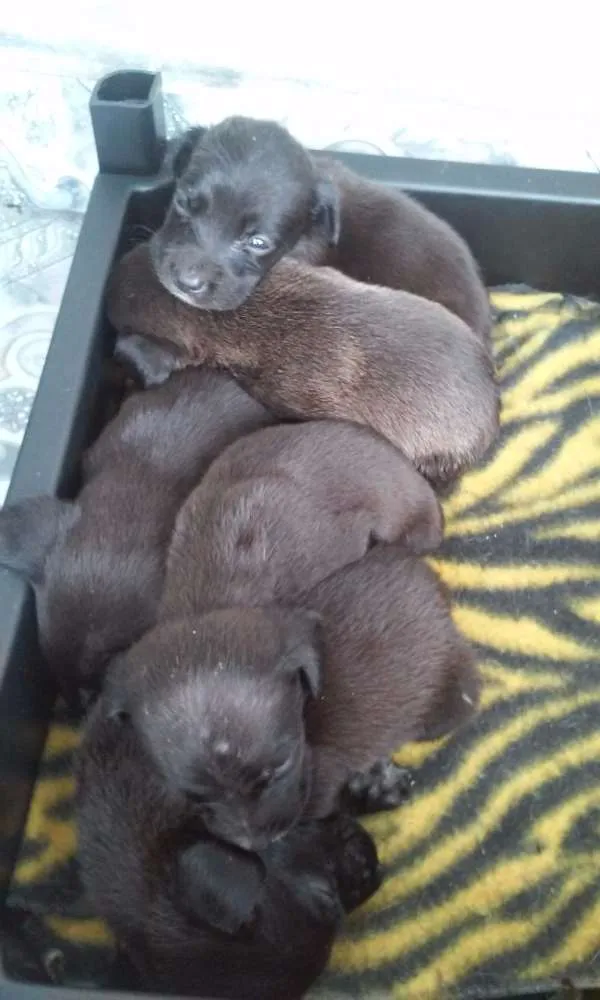 Cachorro ra a  idade Abaixo de 2 meses nome filhotes