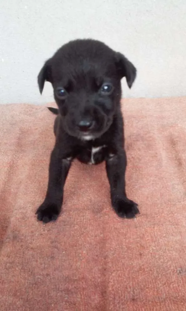 Cachorro ra a  idade Abaixo de 2 meses nome filhotes