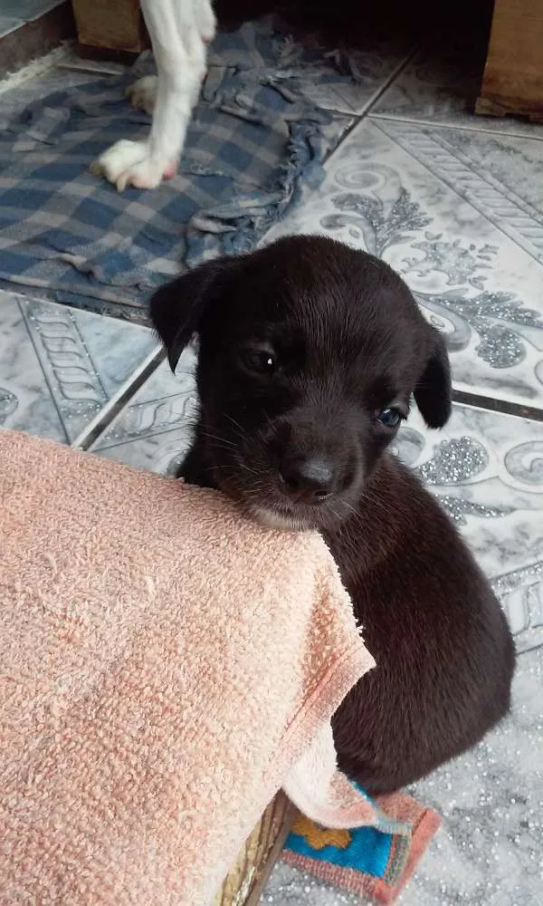 Cachorro ra a  idade Abaixo de 2 meses nome filhotes