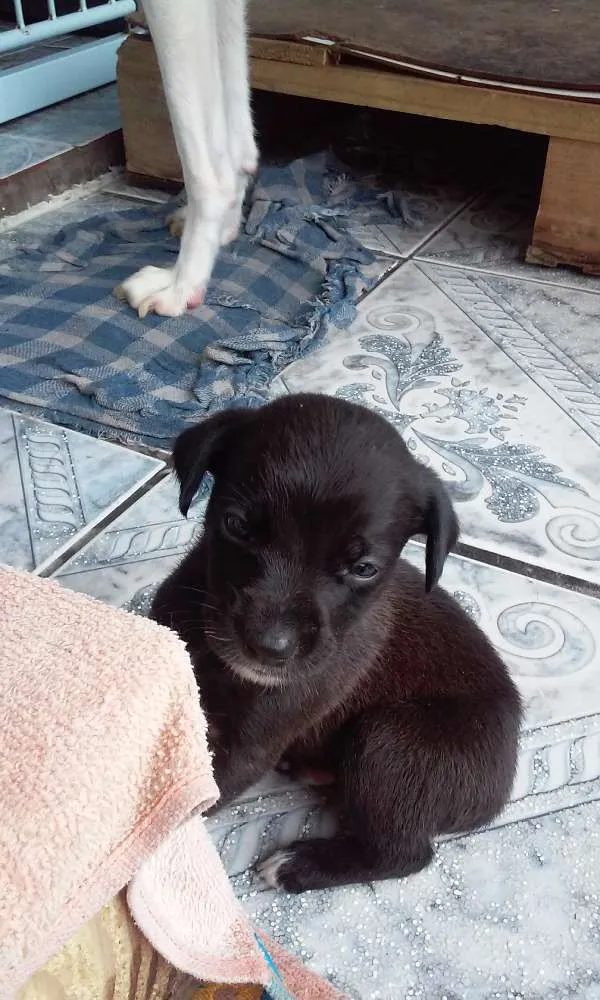 Cachorro ra a  idade Abaixo de 2 meses nome filhotes