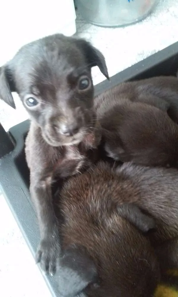 Cachorro ra a  idade Abaixo de 2 meses nome filhotes
