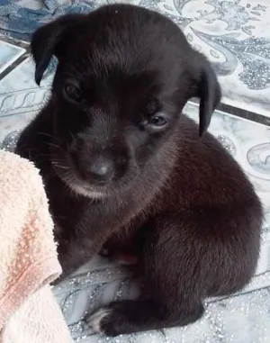 Cachorro raça  idade Abaixo de 2 meses nome filhotes