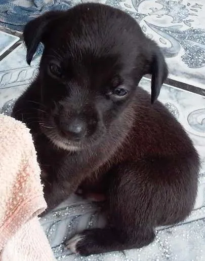 Cachorro ra a  idade Abaixo de 2 meses nome filhotes