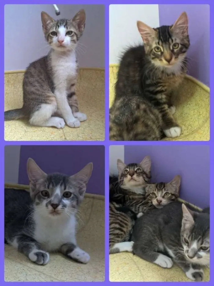 Gato ra a SRD idade Abaixo de 2 meses nome Filhotes