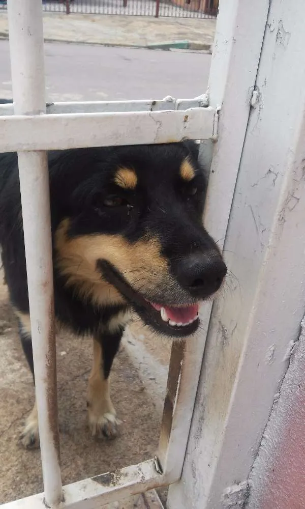 Cachorro ra a Vira lata idade 2 anos nome Meninão