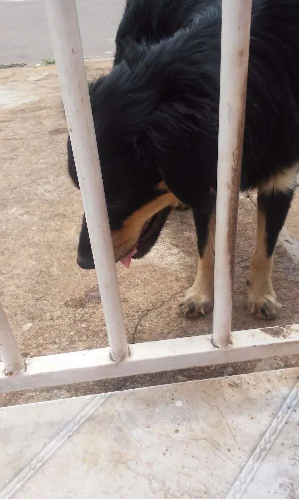 Cachorro ra a Vira lata idade 2 anos nome Meninão