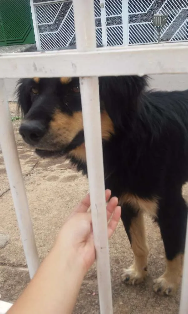 Cachorro ra a Vira lata idade 2 anos nome Meninão