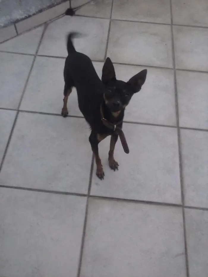 Cachorro ra a Pinscher idade 3 anos nome Meg